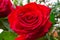 Red withered watered rose flower