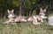 Red wolf pups