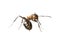 Red wood ant & x28;Formica rufa& x29;