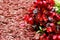 Red wood chips and Begonia semperflorens-cultorum