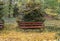 Red wooden benches in the botanical garden of Macea dendrological park Arad county - Romania