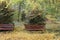 Red wooden benches in the botanical garden of Macea dendrological park Arad county - Romania