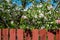 Red wooden fence with a view on an apple garden