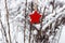 Red wooden star on snowy Christmas tree in winter forest. Christmas and Happy New Year concept. Winter holidays symbol.