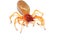 Red woodlouse spider