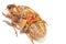 Red woodlouse spider and cicada shell