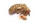 Red woodlouse spider and cicada shell