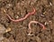 Red worm manure