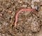 Red worm manure