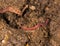 Red worm manure