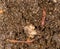 Red worm manure