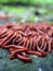 Red Worms