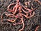 Red worms in compost