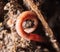 Red worms in compost. macro