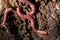 Red worms in compost. macro