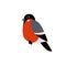 Red Xmas bird. Bullfinch vector illustration