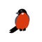 Red Xmas bird. Bullfinch vector illustration