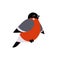 Red Xmas bird. Bullfinch vector illustration