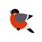 Red Xmas bird. Bullfinch vector illustration