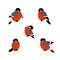 Red Xmas bird. Bullfinch vector illustration