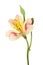 Red and yellow Alstroemeria flower