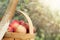 Red and yellow apples in the basket - Autumn at the rural garden with sunlight