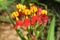 Red and yellow asclepias flowers, closeup