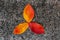 Red yellow autumn Sakura cherry leaves on grey stone background - season colourful