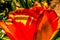 Red Yellow Banja Luka Tulip Blooming Macro