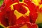 Red Yellow Banja Luka Tulip Blooming Macro
