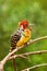 Red and yellow barbet