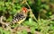 Red -and-yellow Barbet