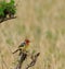 Red and yellow Barbet