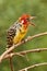 Red and yellow barbet bird