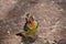 Red and Yellow Barbet in Serengeti national Park in Tanzania Africa