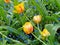 Red and yellow bicolor tulips covered with raindrops