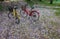 Red and yellow bicycles parked in the garden