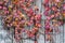 Red and yellow Boston Ivy plant on the concrete wall