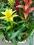 Red and yellow Bromelia with herbs in pots.