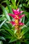 Red and yellow Bromeliaceae flower