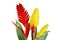Red Yellow Bromeliad Flowers with Green Leaves Isolated on White Background with Clipping Path