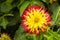 Red and Yellow Cactus Dahlia with Approaching Bee