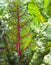 Red and yellow chard plants in morning light