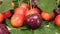 Red and yellow cherries fruit with water drops and tree branch with green leaves