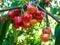 Red and yellow cherry bunch in the sun-drenched garden