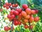 Red and yellow cherry bunch in the sun-drenched garden