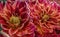 Red and yellow Chrysanthemum Blossom