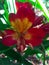 A red and yellow color alstroemeria flower