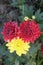 red and yellow colored chrysantheme rot tautropfen flower on farm