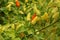 Red and yellow colour chillies or chilli peppers growing on the